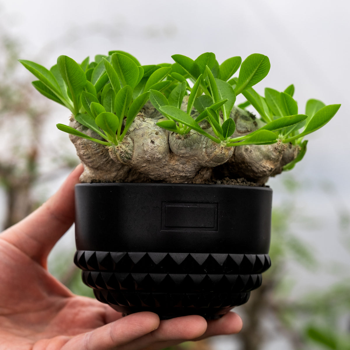 Botanize pot – All Studs – Renée Voltaire