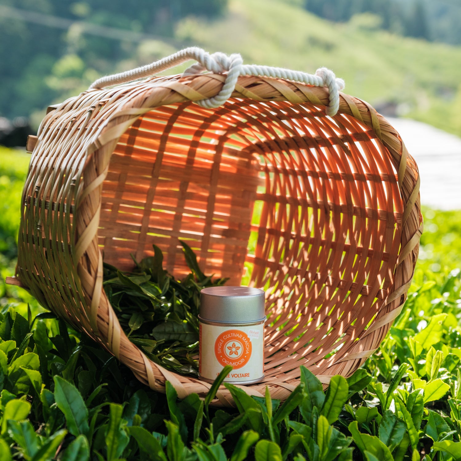 Single Cultivar Matcha – Okumidori