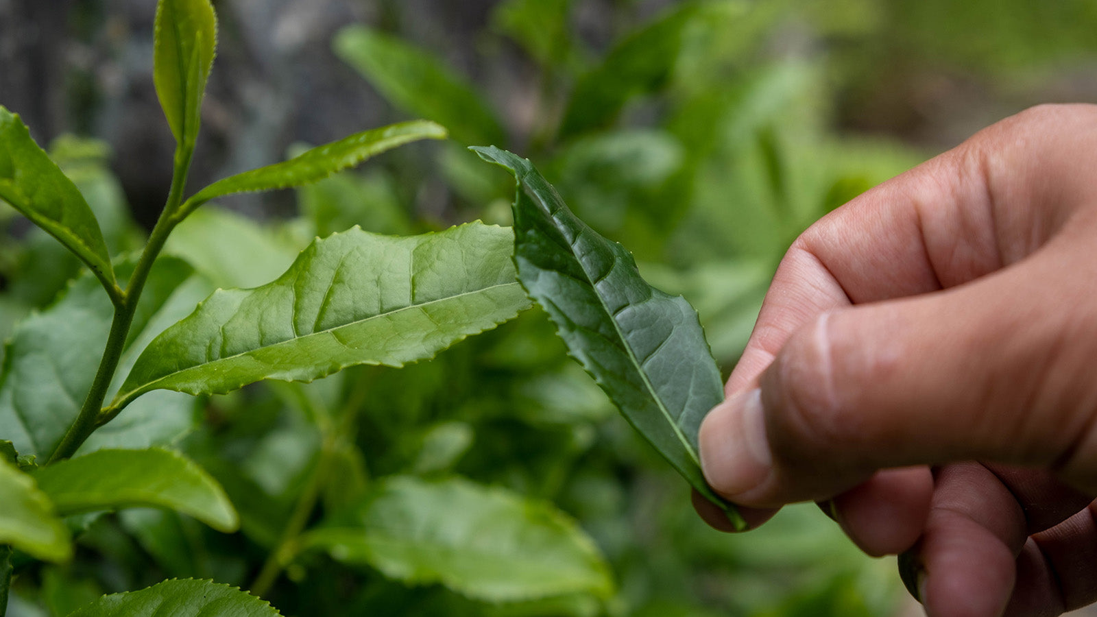 Matcha – skuggat vs inte skuggat