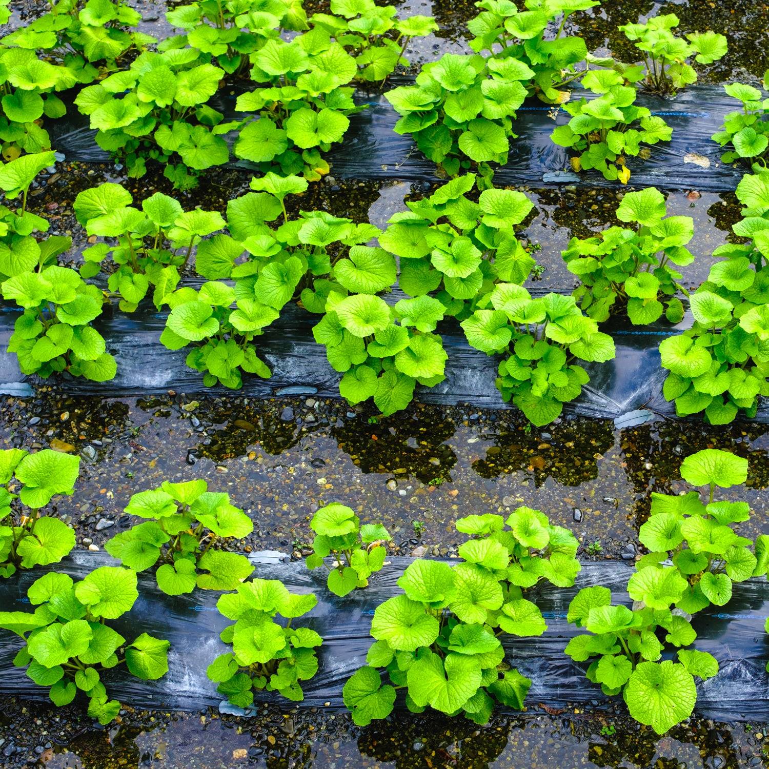 Japanese Wasabi – 32% real root