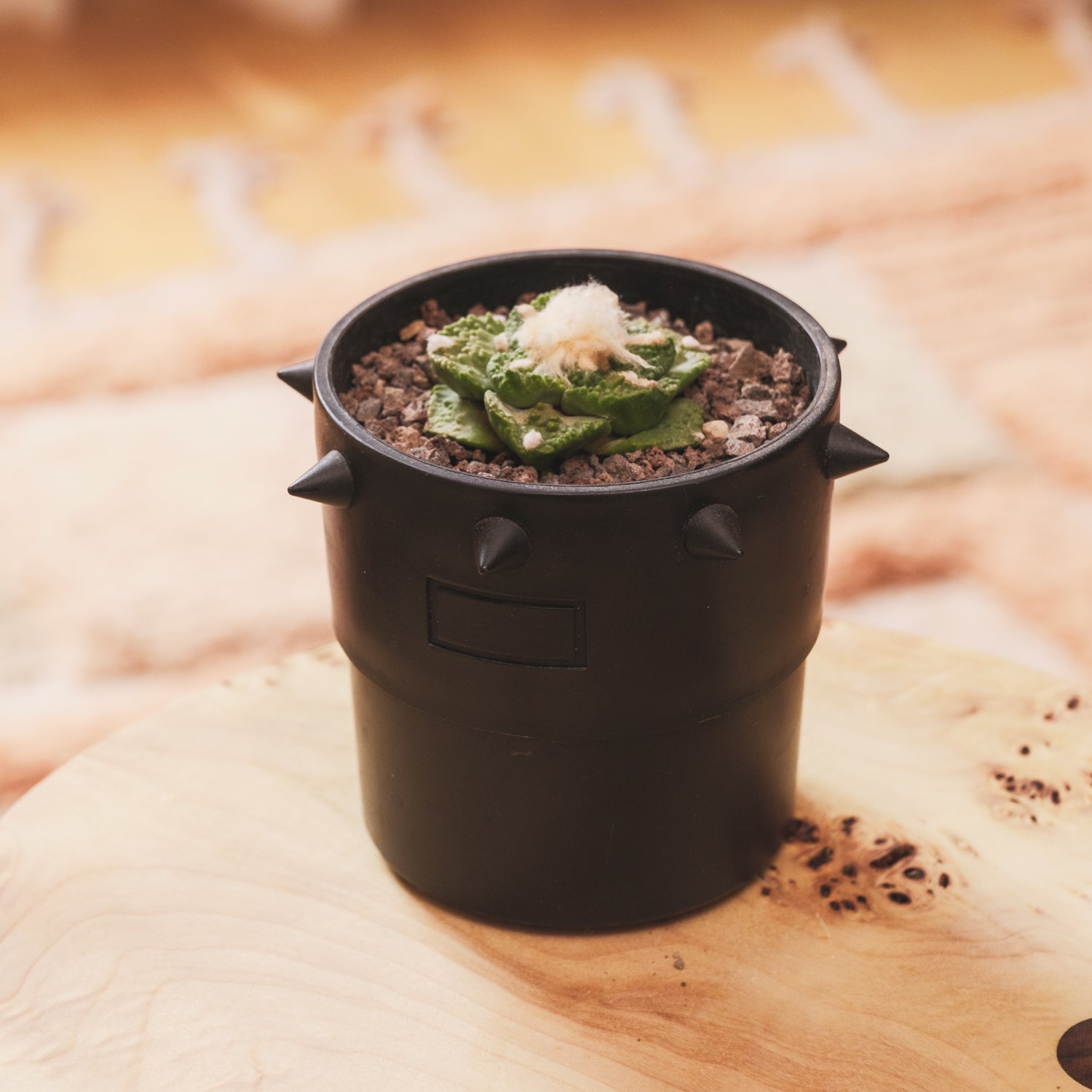 鉢・プランター CERADEMIC POT black spicygem x botanize Botanize Pot – Spike – Renée Voltaire