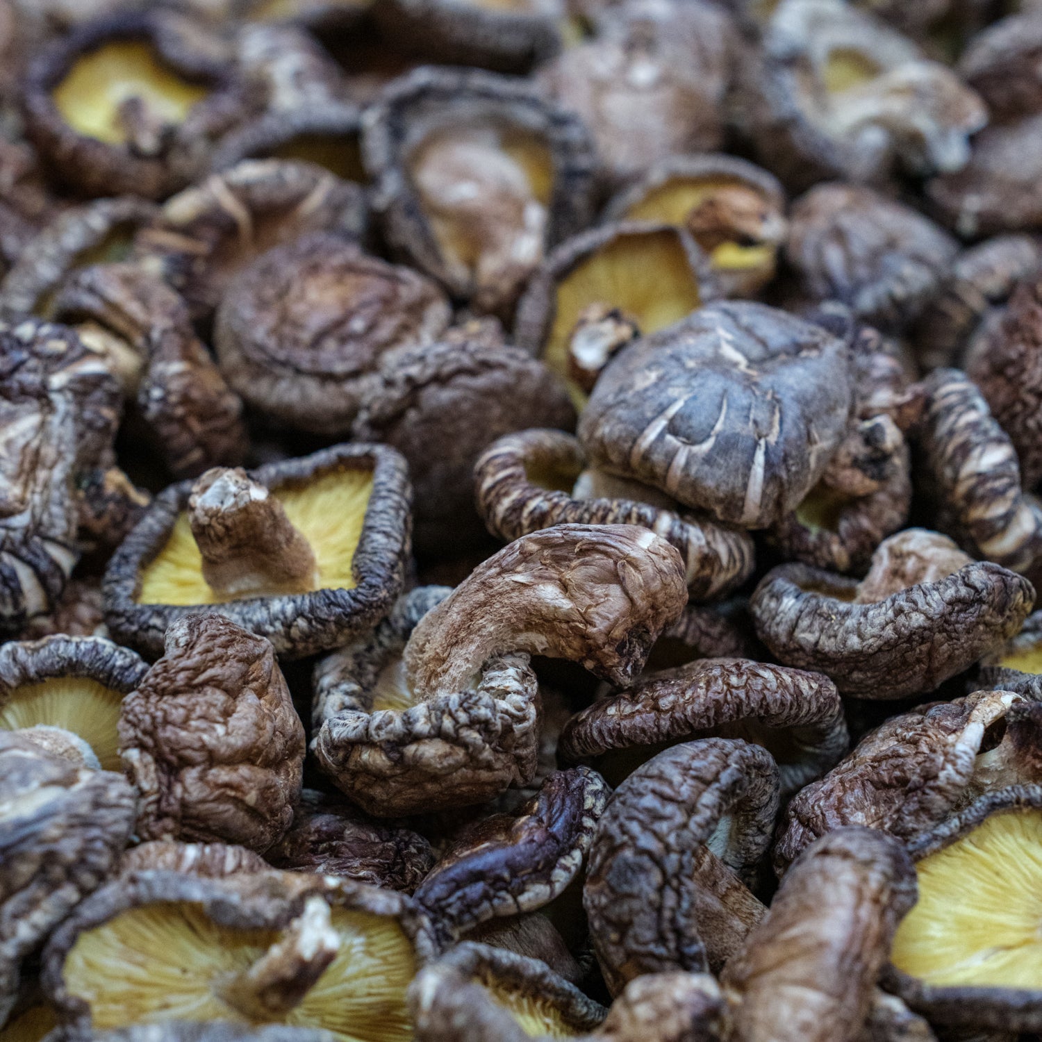 Shiitake Mushrooms – Whole &amp; Dried